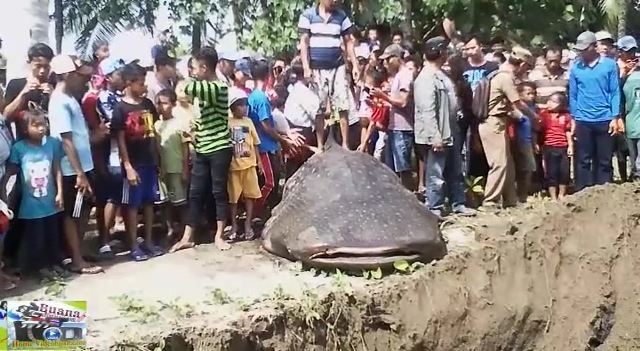 Ratusan Warga Saksikan Ikan Paus Terperangkap Jaring