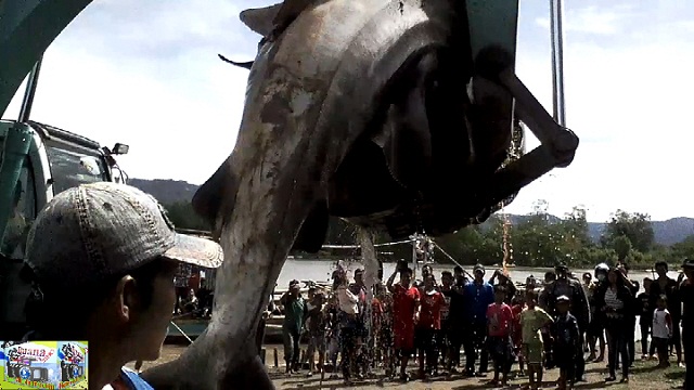 Ikan Paus Tutul di Temukan Tidak Bernyawa