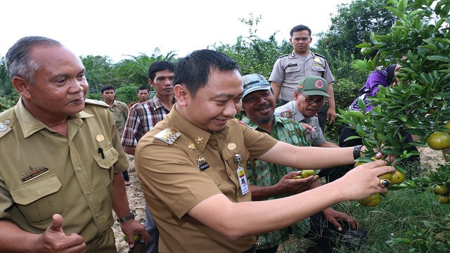 Tingkatkan Produksi Pertanian Bupati Rela Blusukan