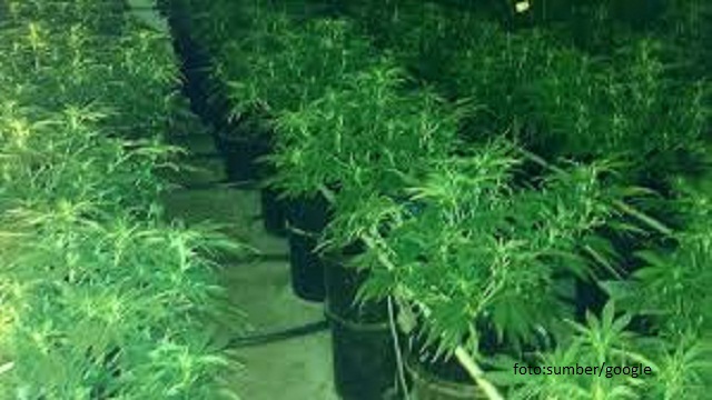 Rumah Sukses Menjadi Kebun Ganja