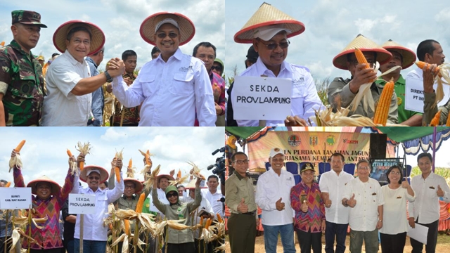 Gubernur Lampung Panen Perdana Jagung INHUTANI V