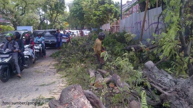 Pengendara Sepeda Motor Tewas Tertimpa Pohon Tumbang