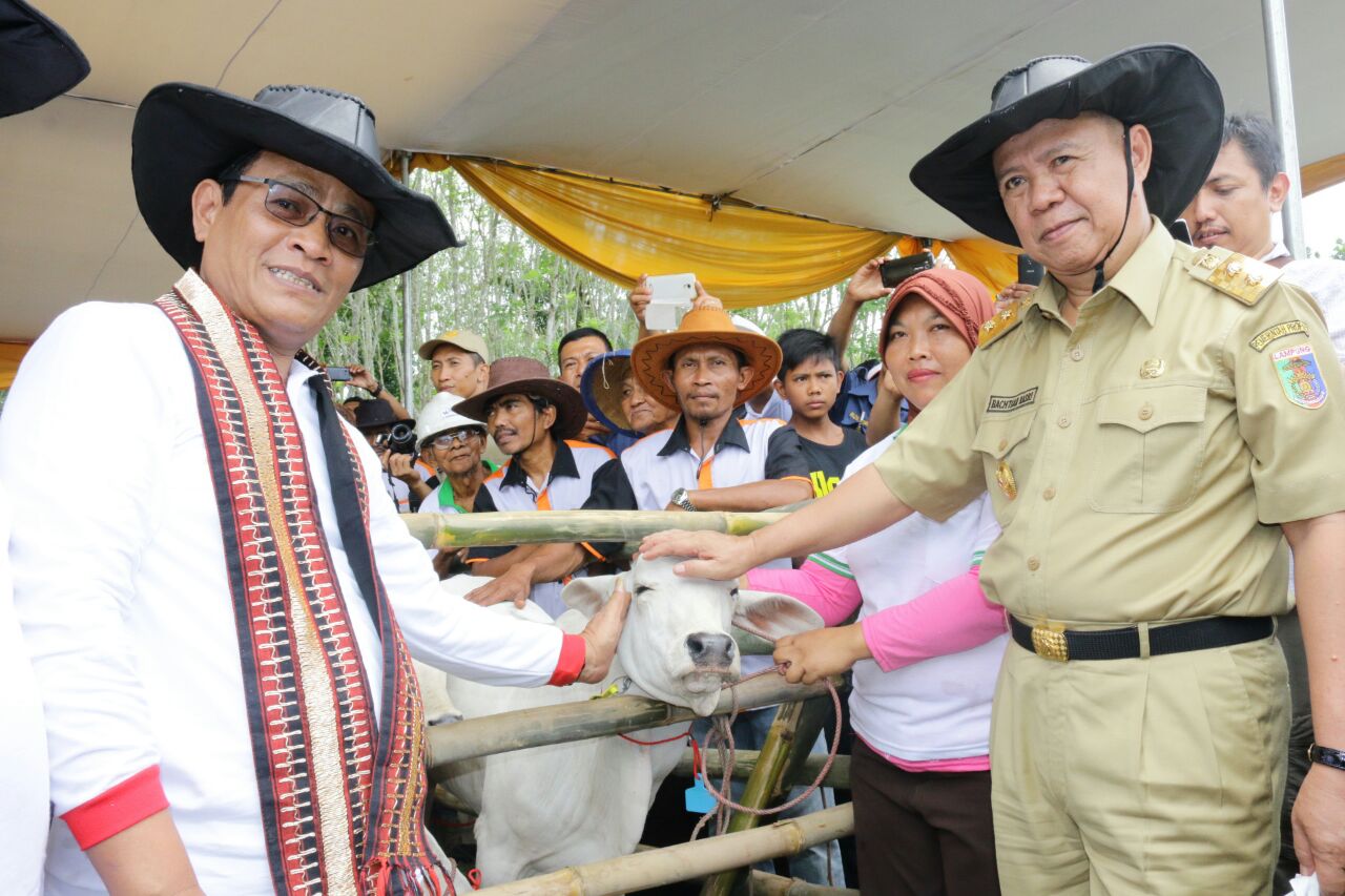 Lampung Panen Pedet 1.000 ekor Hasil Inseminasi Buatan