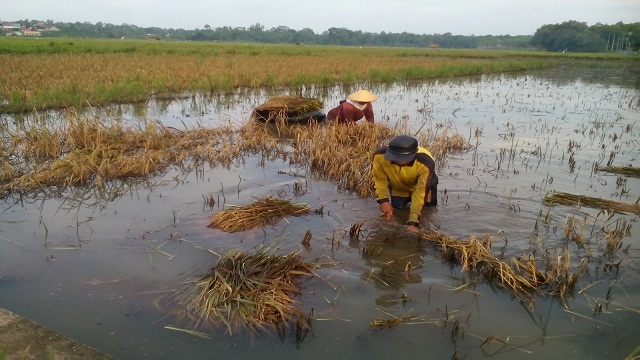 Pasca Banjir Petani lampung Timur Alami Puso