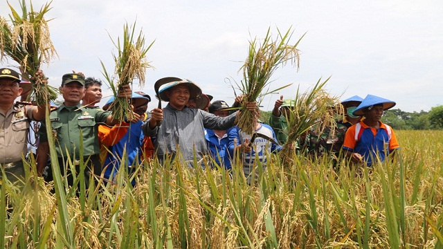 Panen Raya Pemda Berikan Bantuan Alat Pemanen Padi