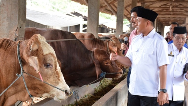 Pemkab Lampung Tengah Gerakkan Program Penggemukkan Sapi Tingkatkan Swasembada Daging