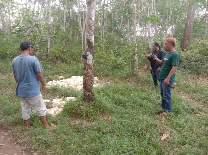 ratusan-ekor-bangkai-ayam-ditemukan-di-perkebunan-karet