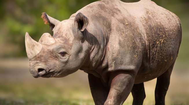 o_19vlalq3r1lm51aj6lna10rcnlva