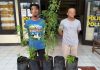 Tanam Ganja di Hutan Register Dua Warga Kebuntebu Lambar Dibekuk Polisi