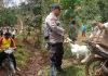 Hewan Ternak Warga di Balik Bukit Dimangsa Harimau, Polisi dan Petugas TNBBS Lakukan Evakuasi Warga