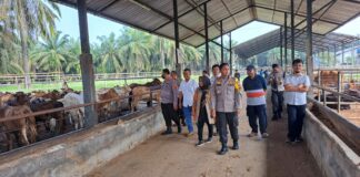 Kapolres Lampung Utara Memantau Langsung Peternakan Sapi Milik PT Superindo Utama jaya