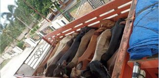 Sebanyak 4,7 Ton Daging Kerbau Asal Pulau Jawa Diamankan Petugas Karantina Di Bakauheni, Lampung Selatan.