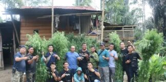 Tim Opsnal Direktorat Reserse Narkoba Polda Bengkulu Menemukan Ladang Ganja Seluas 1,5 Hektar