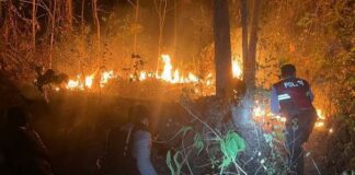 Gara – Gara Membakar Daun Kering, Lahan Luas Lima Hektar Dipringsewu Terbakar