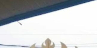 BUMD Des Pekon Podomoro Di duga Menyalahgunakan Dana Yang Telah Di Kasih Pemerintah