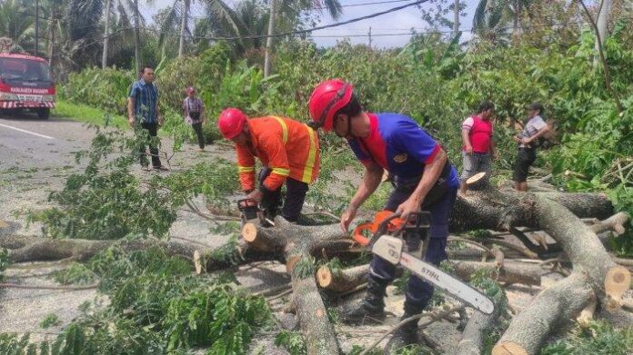 Damkarmat-evakuasi-pohon-tumbang-di-Jalinsum-5