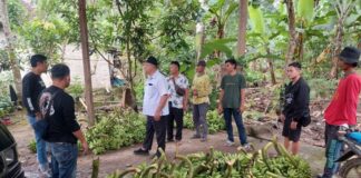 Suka Mencuri Pisang, Pelaku Berhasil Diamankan Polsek Penengahan