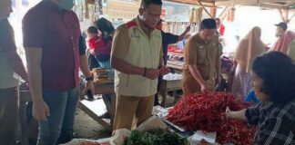 Harga Cabai Merah Di Pesawaran Mencapai Rp. 60 Ribu Pekilogram