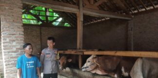 Polres Pringsewu Imbau Peternak Tingkatkan Kewaspadaan Menjelang Idul Adha