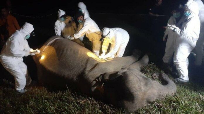 Gajah-bernama-Bunga-mati