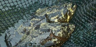 Lampung Ekspor Ikan Kerapu 21 Ton Senilai Rp 3 Miliar Ke Hongkong