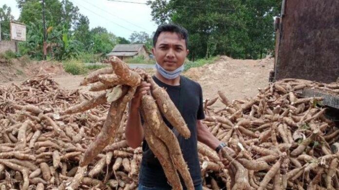 Komoditas-singkong-di-lapak-yang-ada-di-Mesuji